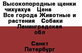 Высокопородные щенки чихуахуа › Цена ­ 25 000 - Все города Животные и растения » Собаки   . Ленинградская обл.,Санкт-Петербург г.